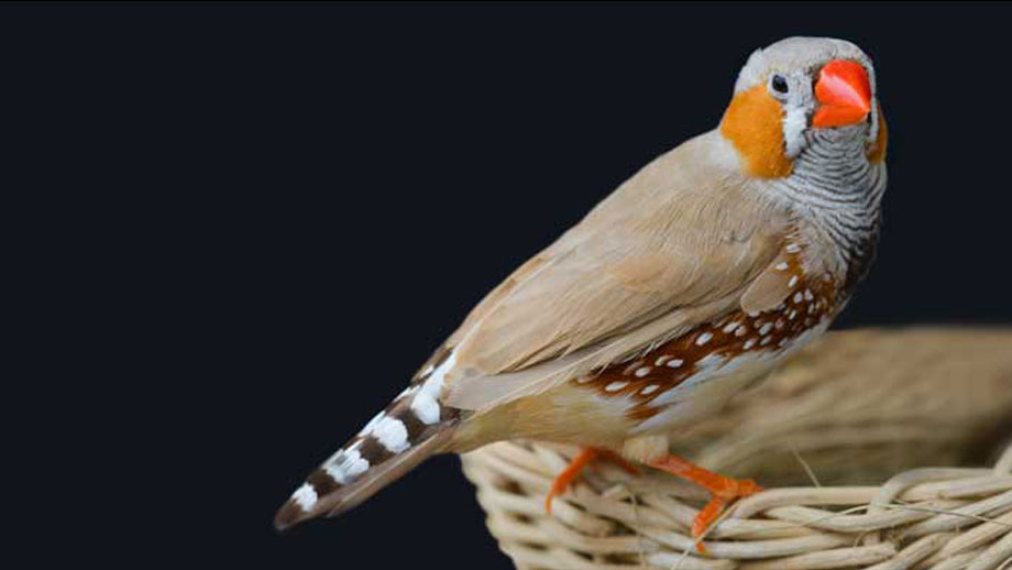 Steckbrief Ziegensittich Teaser2