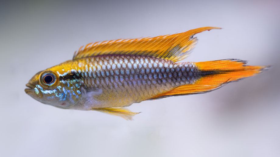 Steckbrief Apistogramma agassizii