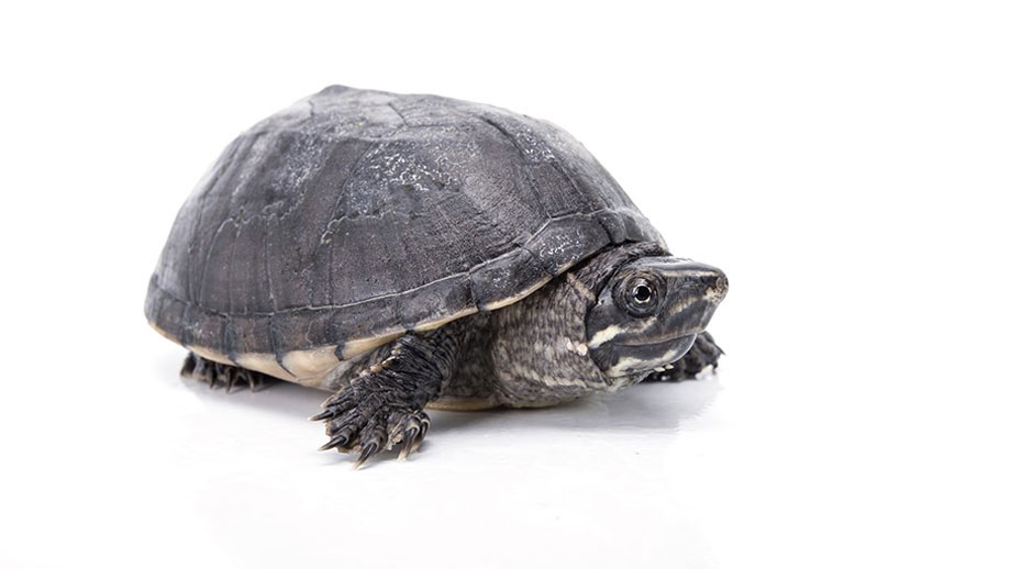 Gewoehnliche Moschusschildkroete Teaser Neu