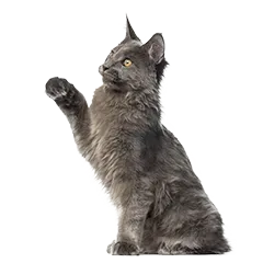 Katze Produkttipps 1de55b8fb5