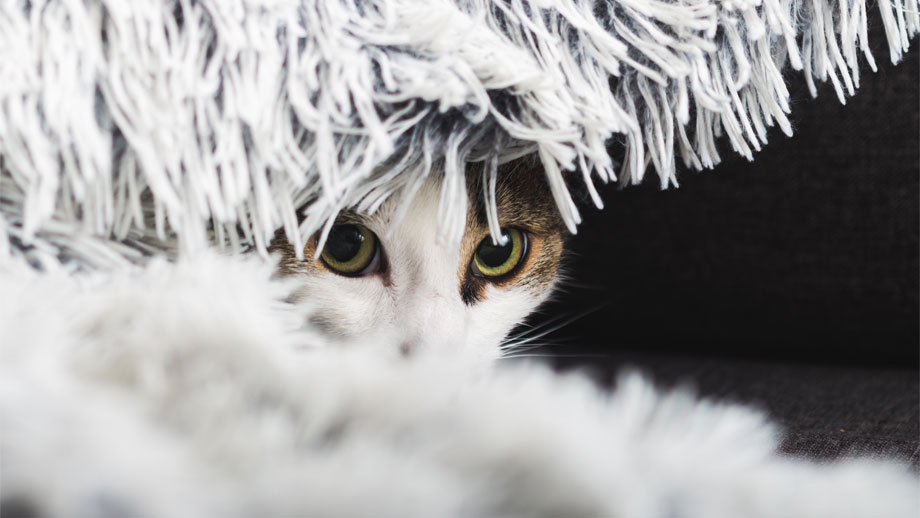 Silvester Mit Katzen Meistern Teaser