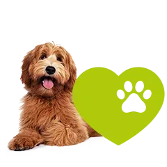 Hund Adoption 32cb9a1490