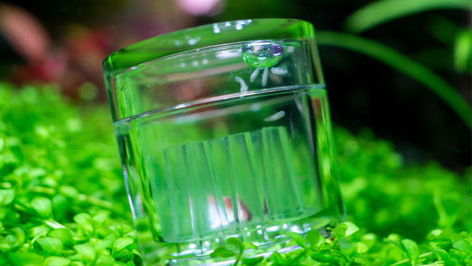 Planarien Im Aquarium Teaser Neu