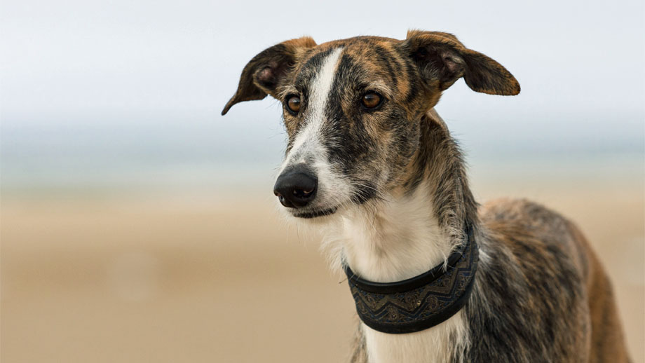 Warum Ein Galgo Teaser