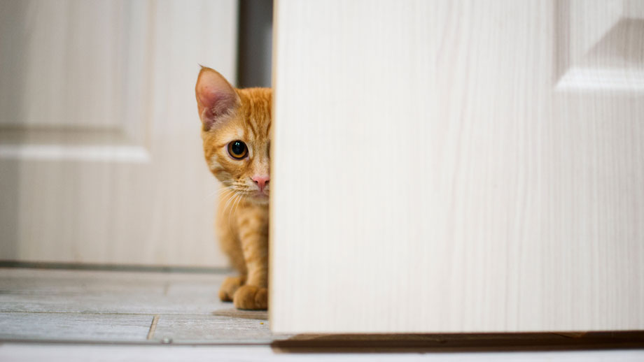 In zehn Schritten zum katzengerechten Zuhause 