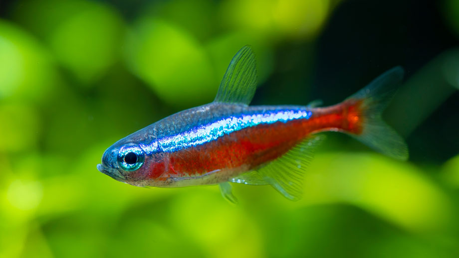 Steckbrief Roter Neon Teaser