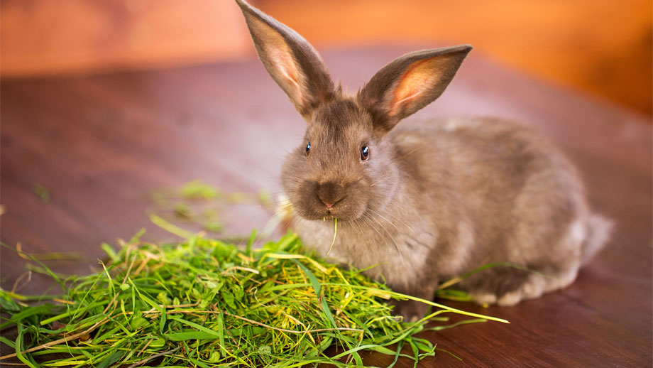 Kaninchen Frisst Nicht Teaser