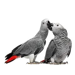 Vogel Zucht 5ef21535b4