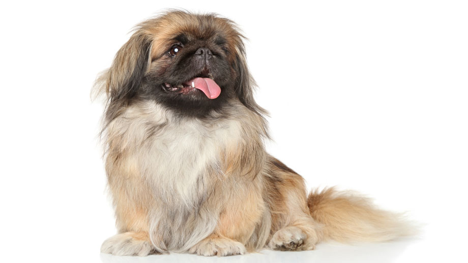 Steckbrief Pekinese