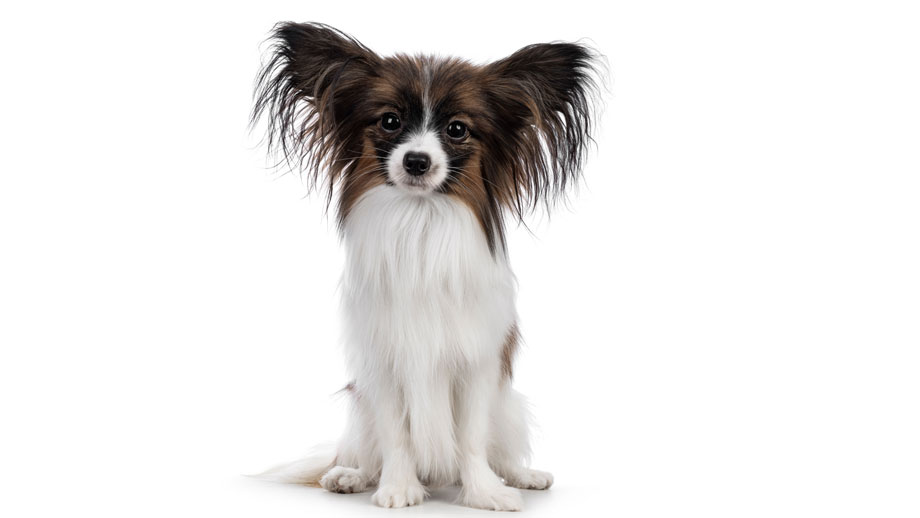 Steckbrief Papillon Teaser