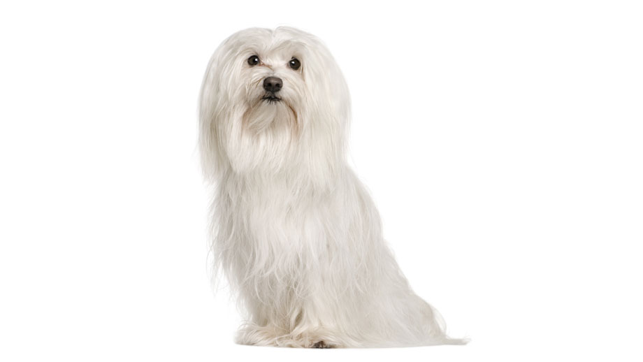 Steckbrief Malteser Teaser