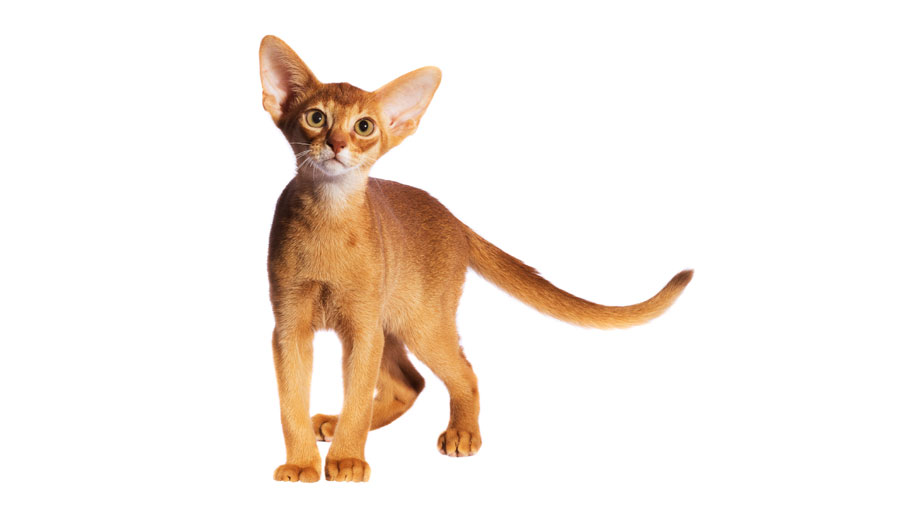 Steckbrief Abessinier