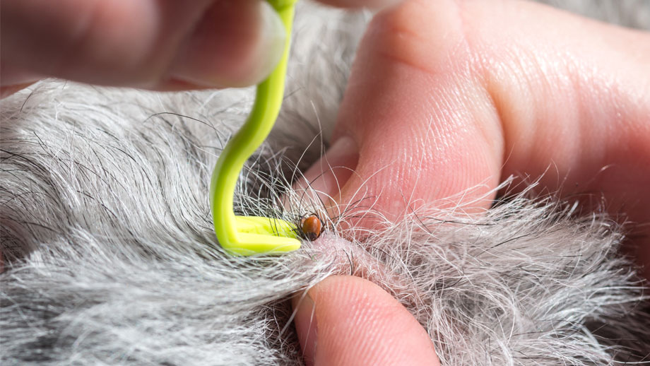 Zecken Beim Hund Teaser Neu