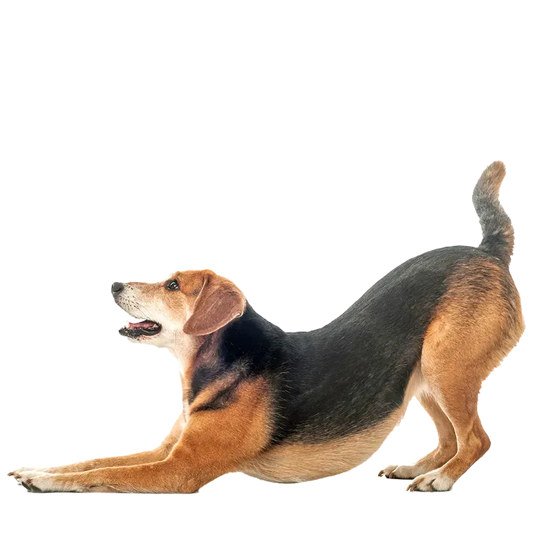 Hund Produkttipps 5f1d8453dc