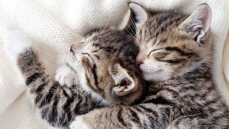 Erstausstattung Fuer Kitten Teaser 1