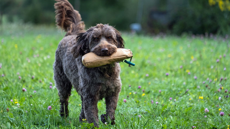 Dummytraining Mit Hunden Teaser2