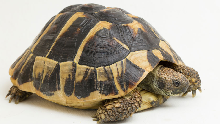 Steckbrief Griechische Landschildkr%c3%b6te Teaser