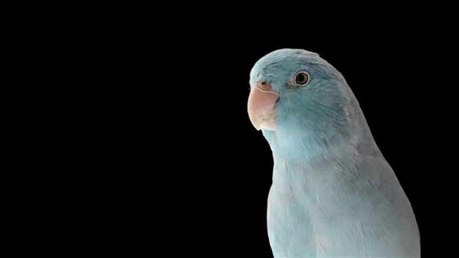 Steckbrief Sperlingspapagei Teaser