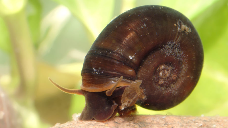 Steckbrief Posthornschnecke Teaser