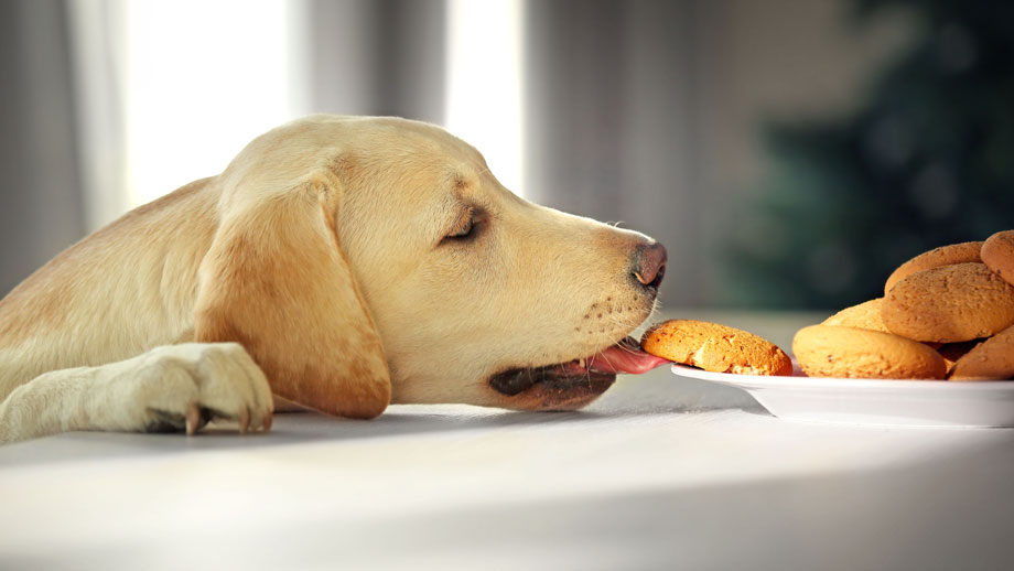 Was dürfen Hunde nicht essen?