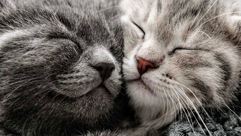 Einzelhaltung Von Katzen Teaser Jpg