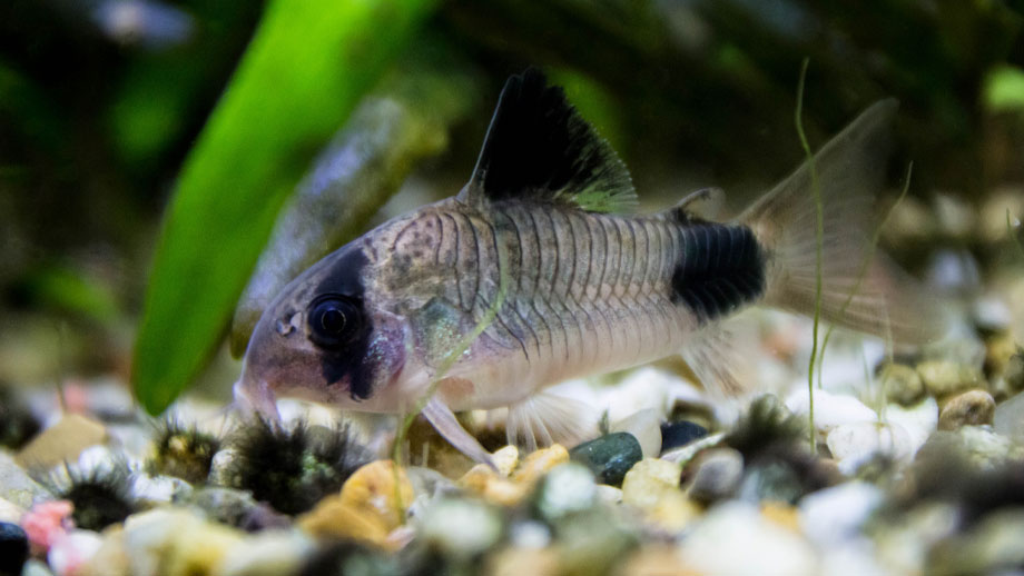 Steckbrief Panda Panzerwels Teaser