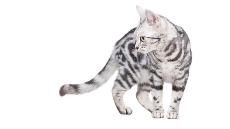 Steckbrief American Shorthair