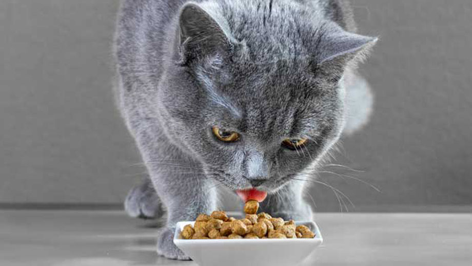 Futterpr%c3%a4gung Bei Katzen Teaser