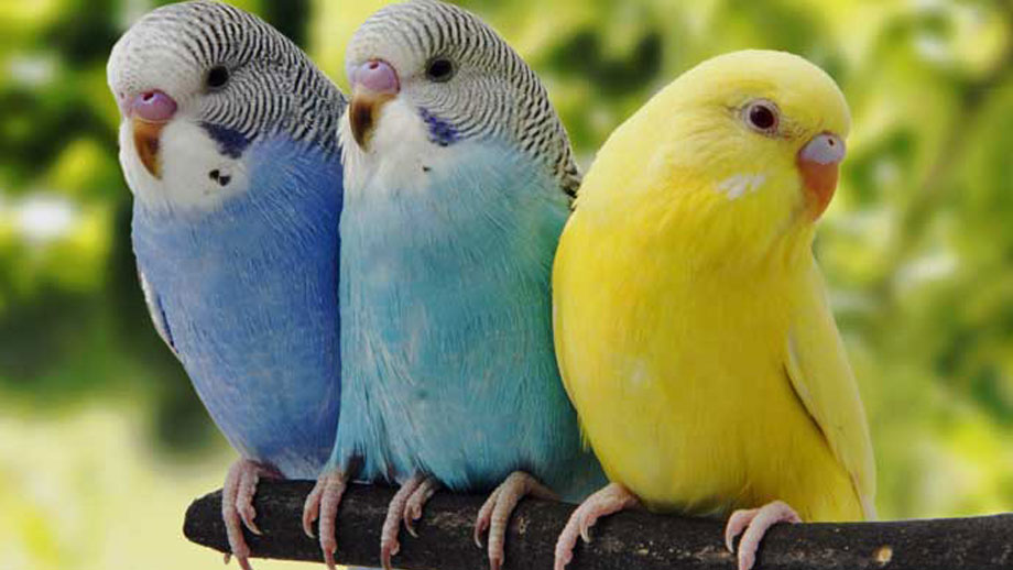 Gesunder Oder Kranker Vogel Teaser