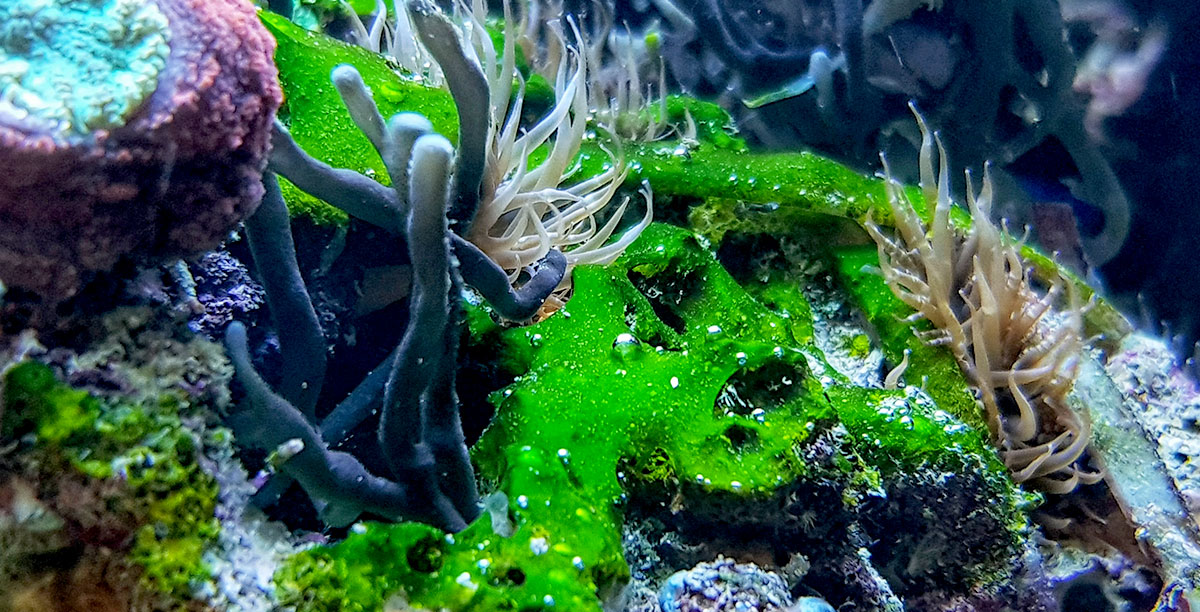 Plagegeister Im Meerwasser Teaser