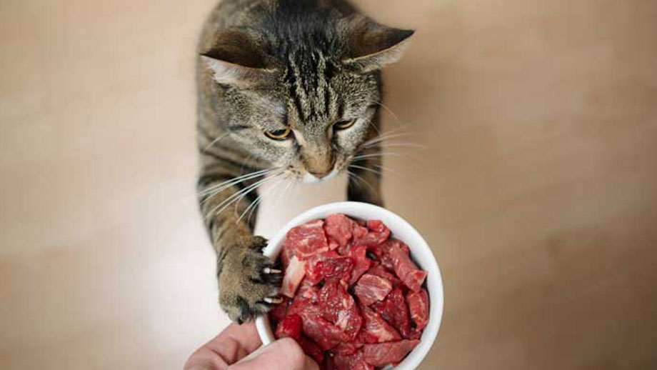 Katzen Und Barf Teaser