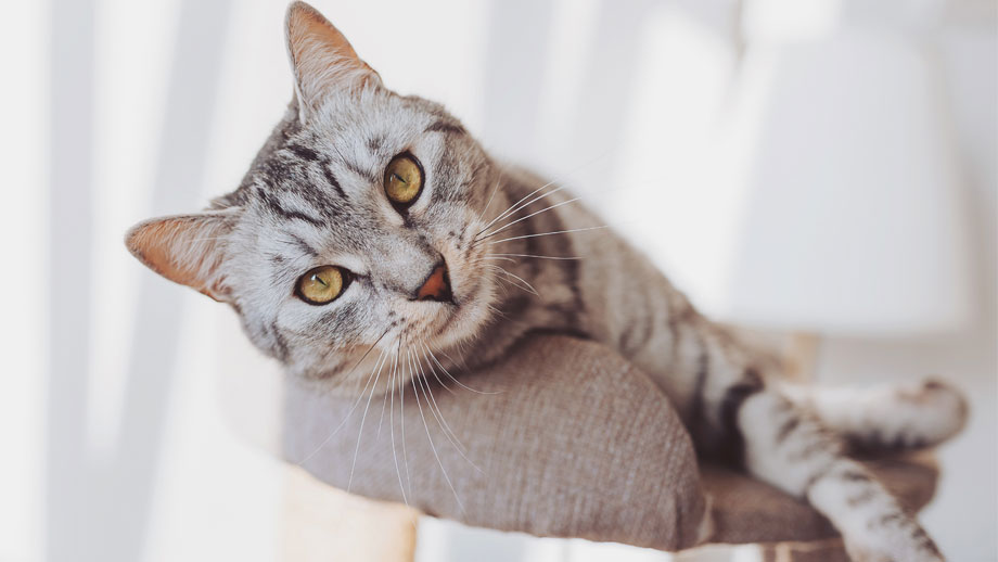 Diabetes Bei Katzen Teaser2