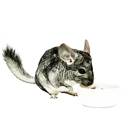 Kleintier Ernaehrung Bc4136895d