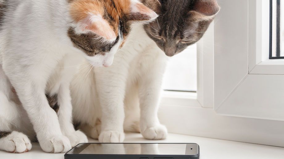 Wie Schlau Ist Meine Katze Teaser