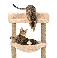 Katze Haltung Verhalten 307a9e8013