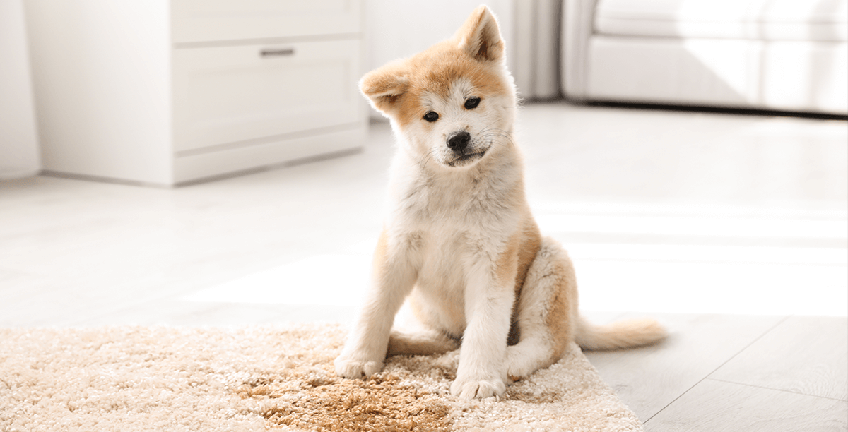 Hund%20stubenrein%20bekommen%20teaser