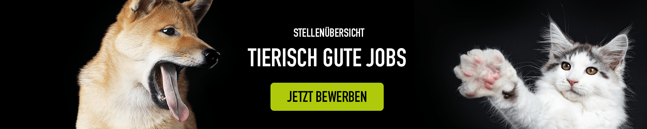 Karriere Banner Desktop 2160x432px 5040a7422a