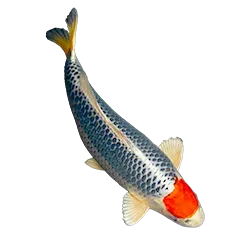 Koi Gesundheit 0407c96bf3