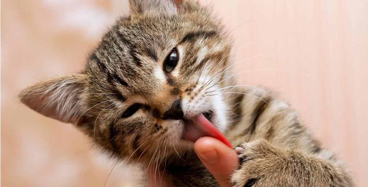 Ausschlussdi%c3%a4t%20bei%20der%20katze%20teaser