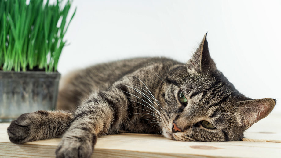 Erbrechen Bei Katzen Teaser