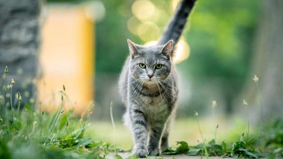 Freigang Fuer Katzen Teaser