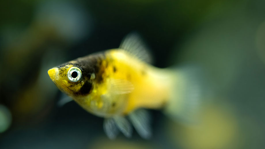 Steckbrief Xiphophorus maculatus Hummel 