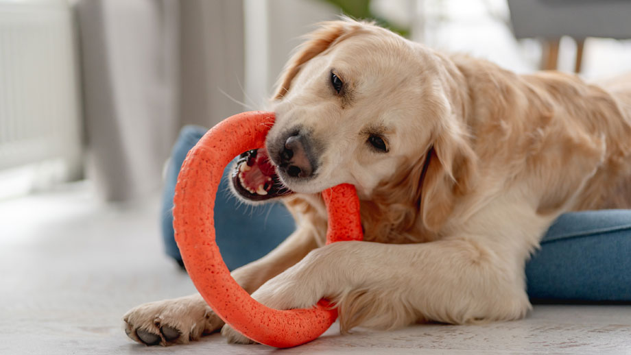 Hunde Fuer Berufstaetige Teaser