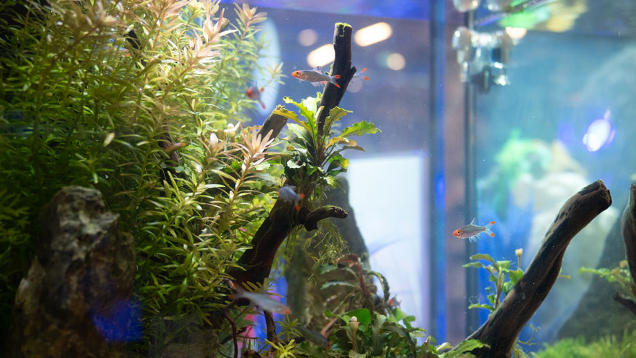 Beispielbesatz Nano Aquarium Teaser Neu