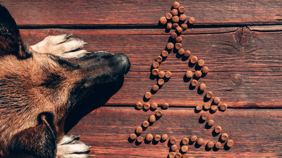 Weihnachtsmenue Fuer Hunde Teaser