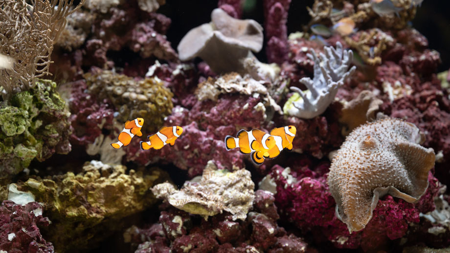 Meerwasser Aquarium Fuer Anfaenger Teaser