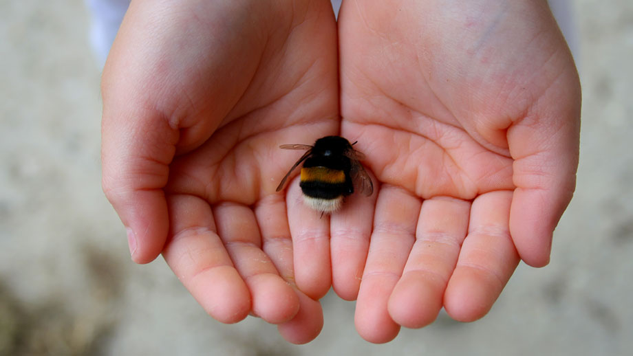 Hummel Gefunden Was Tun Teaser