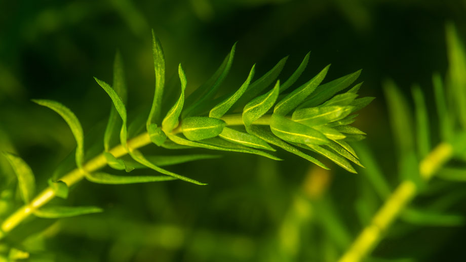 Steckbrief Dichtbl%c3%a4ttrige Wasserpest Teaser