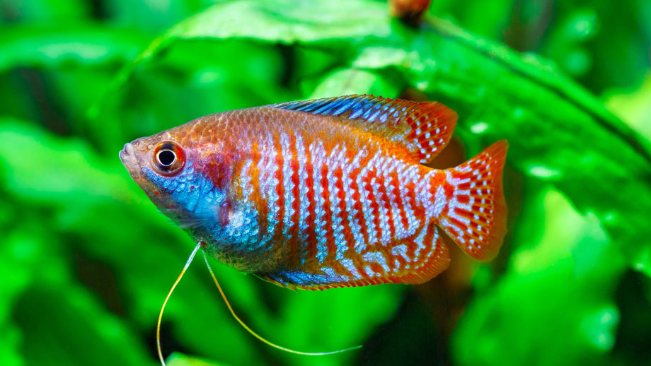 Steckbrief Zwergfadenfisch Teaser