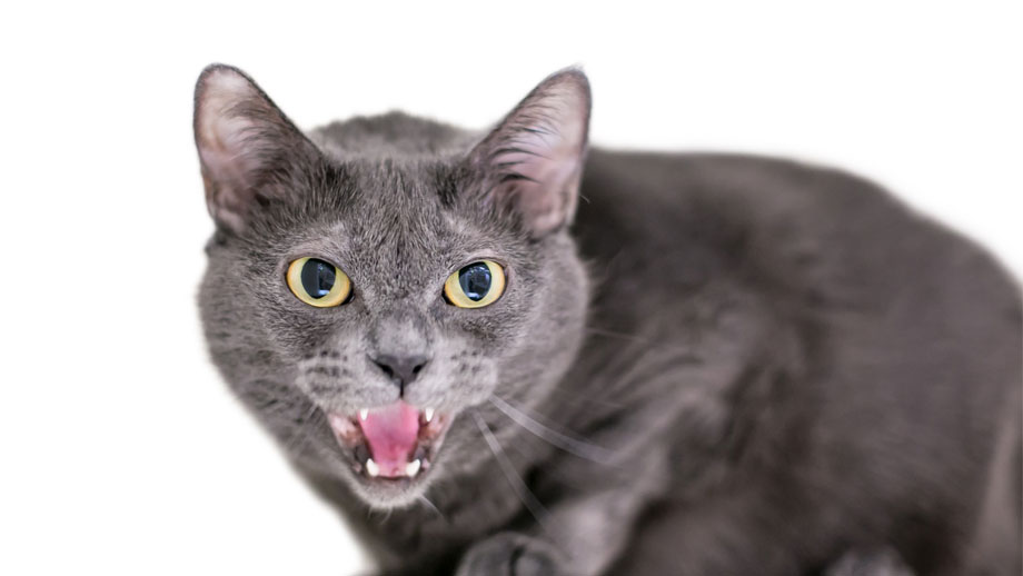 Aggressionen bei Katzen 